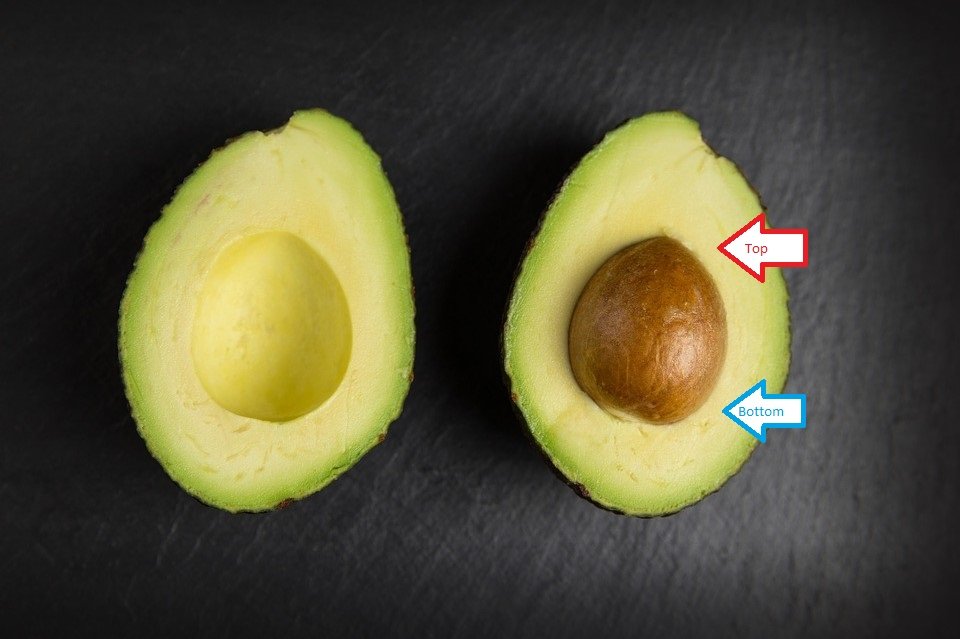 How To Grow An Avocado Tree From A Seed