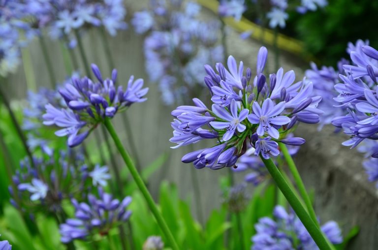 discovering the origin of agapanthus plant a historical perspective