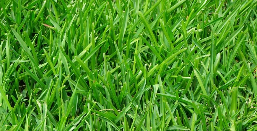 Dense, healthy green lawn viewed from above showing vibrant grass coverage.