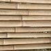 Bamboo Removal Auckland: Your Complete Guide for Property Owners