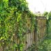 Why Removing Ivy from Your Garden is a Wise Move