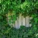 Restore Your Property: Simple Ways to Remove Overgrown Ivy